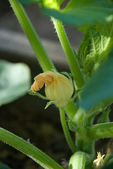 Squash Blossom