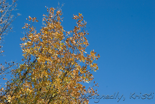 Autumns Is Here!