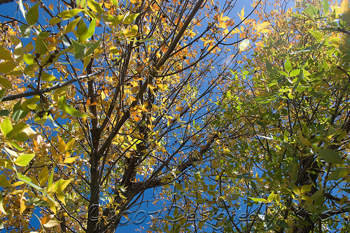 Through the Aspen Boughs