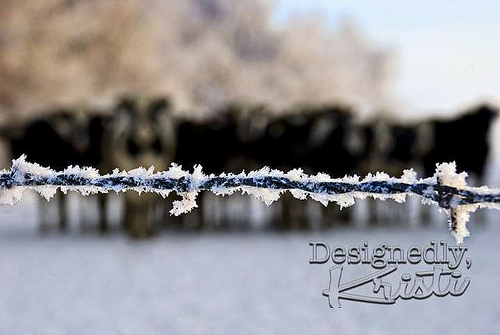 Barbed Wire Hoarfrost with Cows Revisited