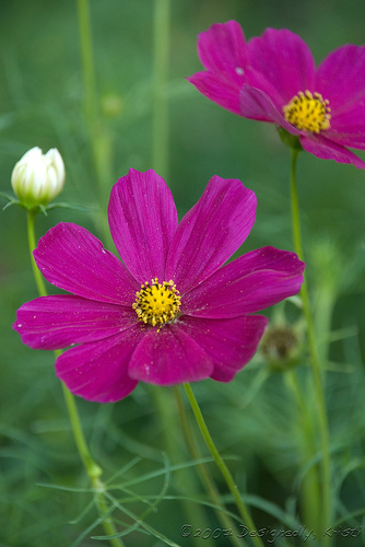 Blooms