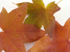 Japanese Maple Leaves 3