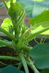 Minnesota Midget Melons Getting Ready!