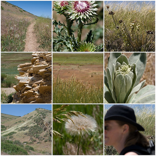 Coyote Ridge Sights Mosaic