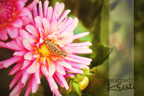 The Dahlia & The Grasshopper
