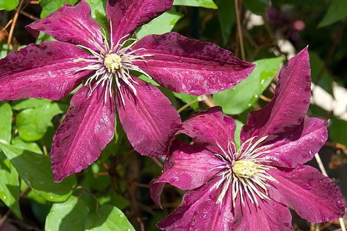 Clematis