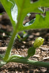 We Have Watermelon!