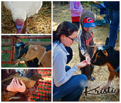 The Petting Zoo at Osborn Farm Market Days