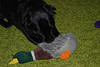 Emma Enjoys Duck for Dinner