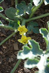 Watermelon Blossoms