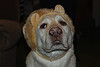 Gaston as Lion