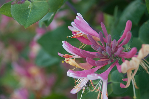 Honeysuckle