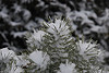 Snowy Evergreen Shrub