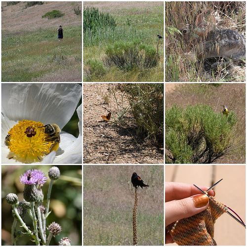 Coyote Ridge Wildlife Mosaic