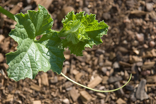 New Midget Melon Growth