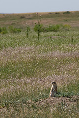 Prairie Dog