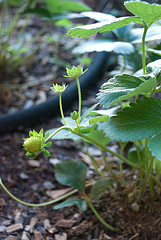 New Everbearing Strawberry Fruit