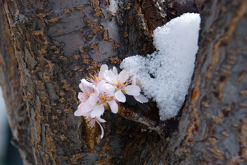 Spring?