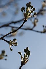 Plum Buds