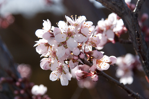 Spring Flowers Glow