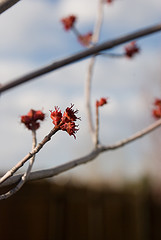Buds Near Sunset