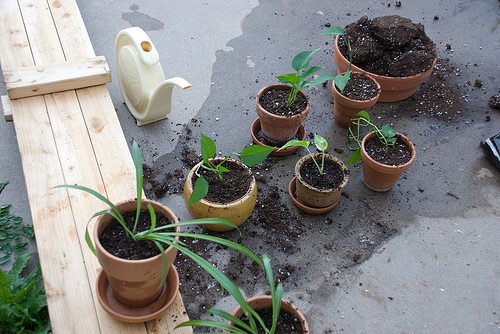 A Houseplant Nursery!