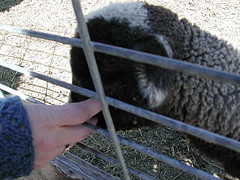 Friendly Lamb