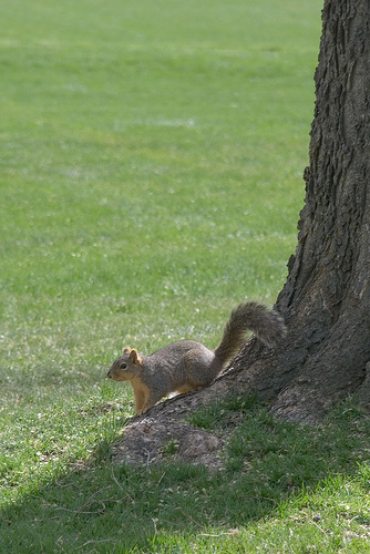 Mr. Squirrel