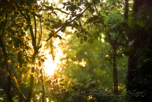 Sunset Through The West Woods