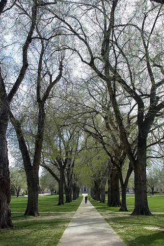 The Arcade in Spring