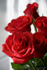 Winter Light on Roses