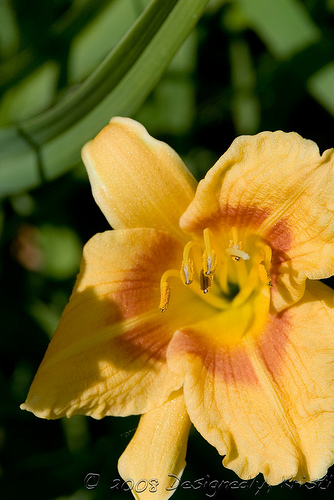Daylily