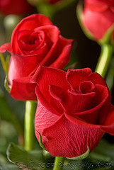Roses