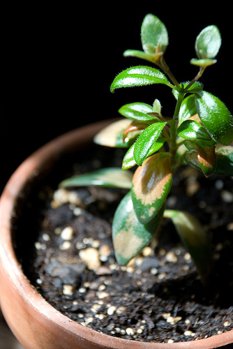 Goldfish Houseplant