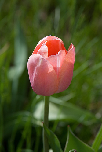Tulip