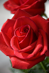 Winter Light on Rose