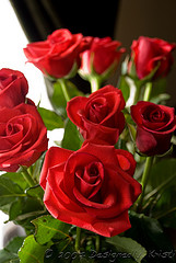 Roses 2