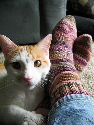 Mr. Pissy Pants Poses with Birthday Trip Socks