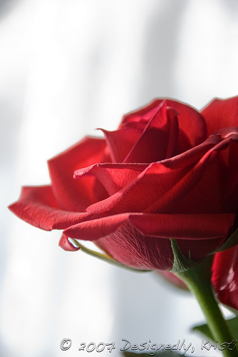 Red Rose
