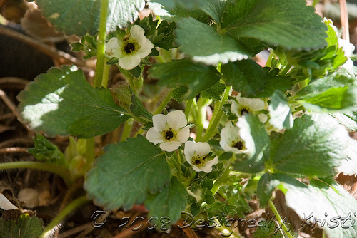Strawberry In Bloom