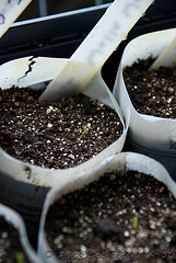Walla Walla Onion Sprouted