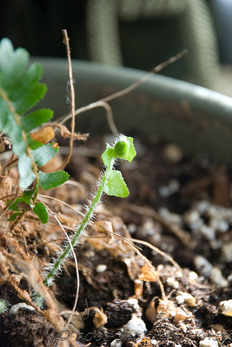 Fiddlehead Nearly Unfurled