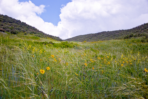 Soapstone-261NXwtmk.jpg