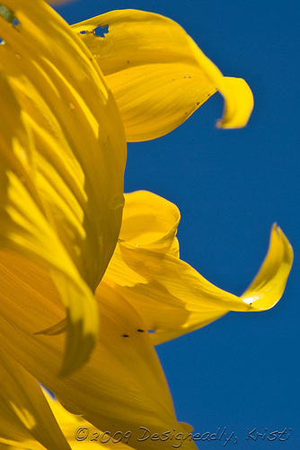 Petals Against Blue Sky
