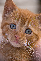 Yellow Tiger Kitten