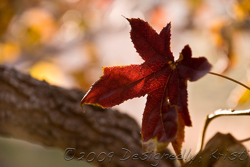 Japanese Maple