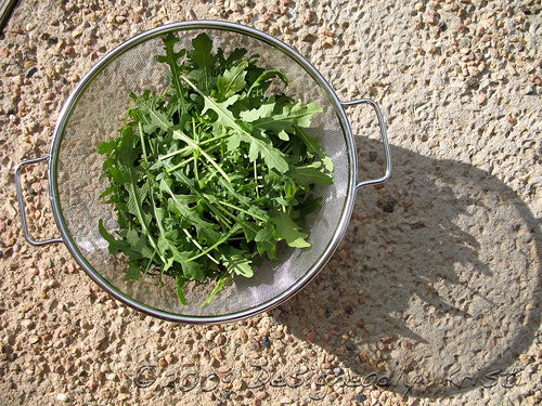 Arugula