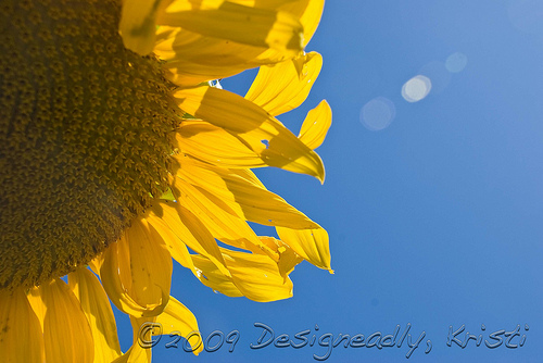 Sunflower with Flare