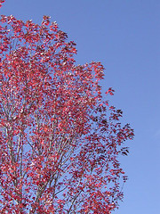 Neighbor's Red Tree