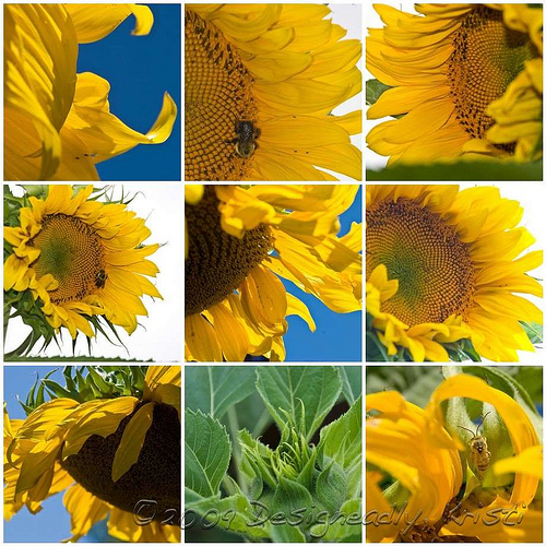 Sunflower Mosaic